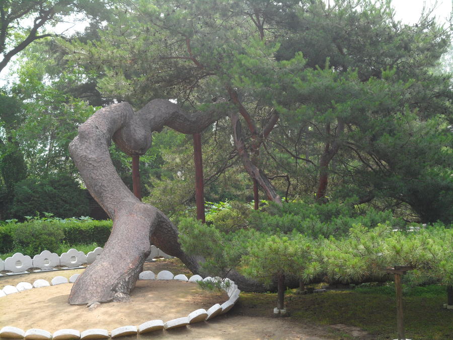 Infamous Hamhŭng pansong, pine tree at the courtyard of the Yi Sŏnggye's ancestral home