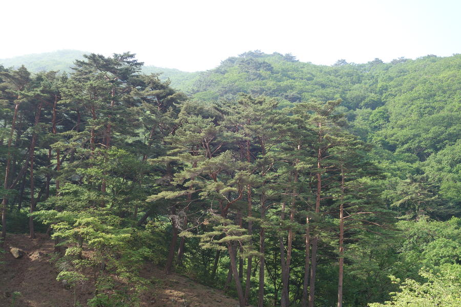 pine forest ch'uksŏsa