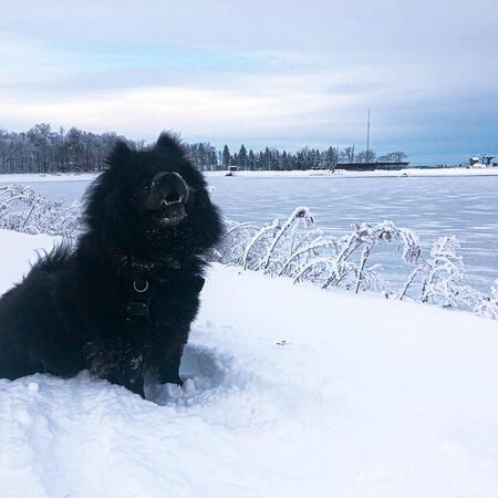 A black Finnish Lapphund stands alert in the snow and faces the camera, beside a wide frozen lake with a tree-lined shore in the distance.