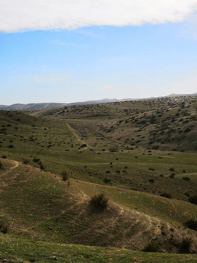 landscape photo of rolling hills without trees, green-brown grass, and small shrubs scattered