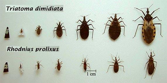Chagas vector chart
