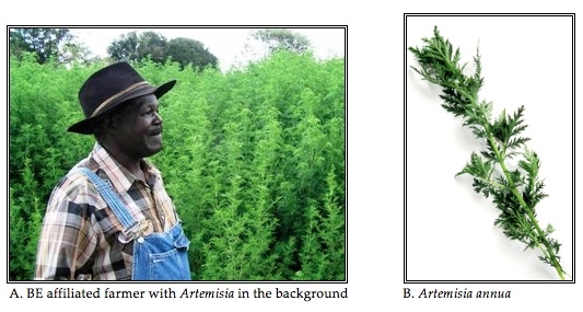 The Artemisia Plant and Cultivation