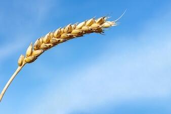 wheat grows