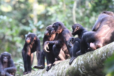 Bonobo group on a tree branch