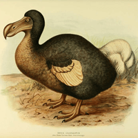 Dodo. Extinct birds London :Hutchinson,1907