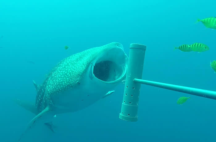 As well as going into their habitats, scientists working with ZSL use satellite remote sensing to track movements of large species such as whale sharks © ZSL