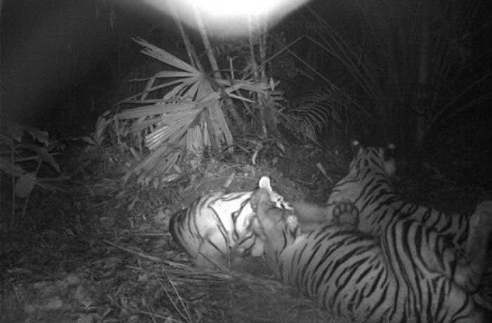 A camera trap image of a Sumatran tiger in Indonesia © ZSL