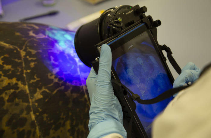 A UV fingerprint camera is used on a turtle shell to try to track down traffickers © ZSL