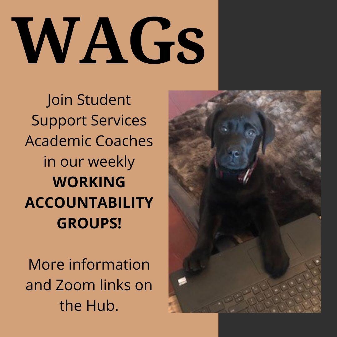 Image of a black lab puppy sitting at a laptop. Text reads WAGs! Working Accountability Groups brought to you by Student Support Services. More information and Zoom links on the Hub.