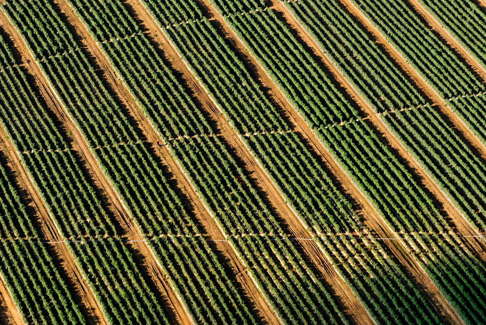 Image of identical farm rows in a field