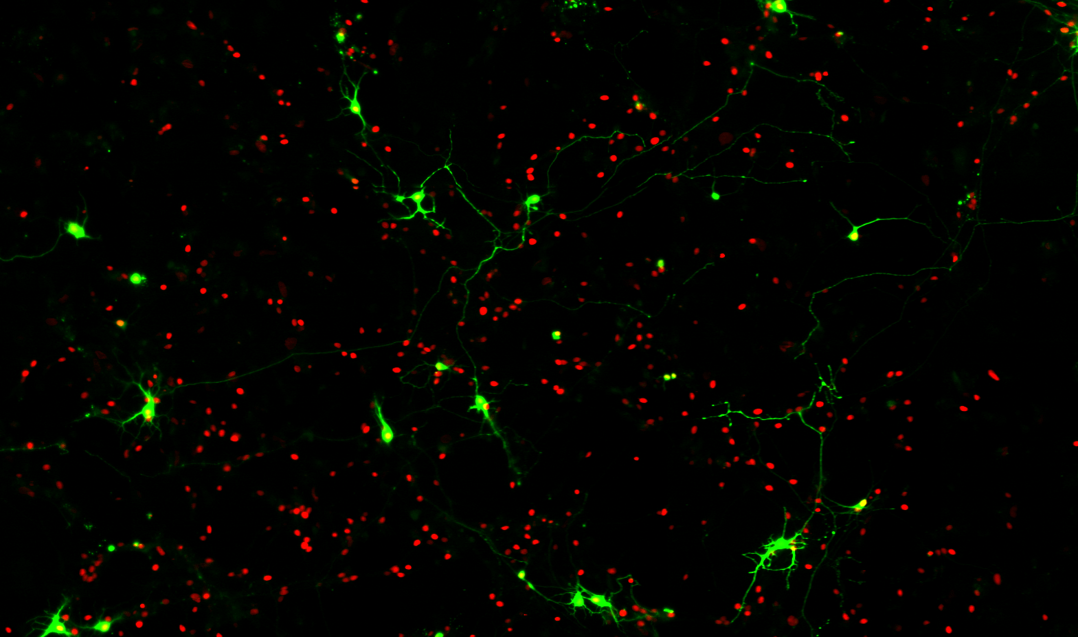 Neurons2