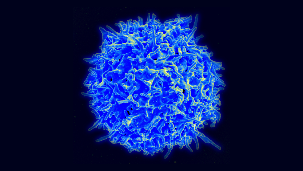 Microscopy image of T cell.