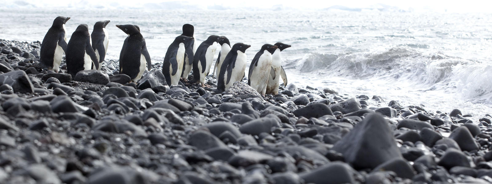 Penguins together