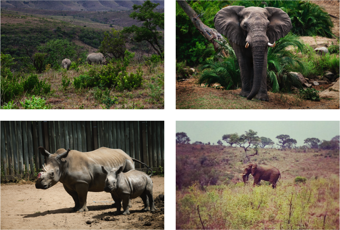 Elephants & Rhinoceros