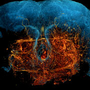 3D rendering of a fruit fly brain generated through x-ray holographic nano-tomography (XNH)