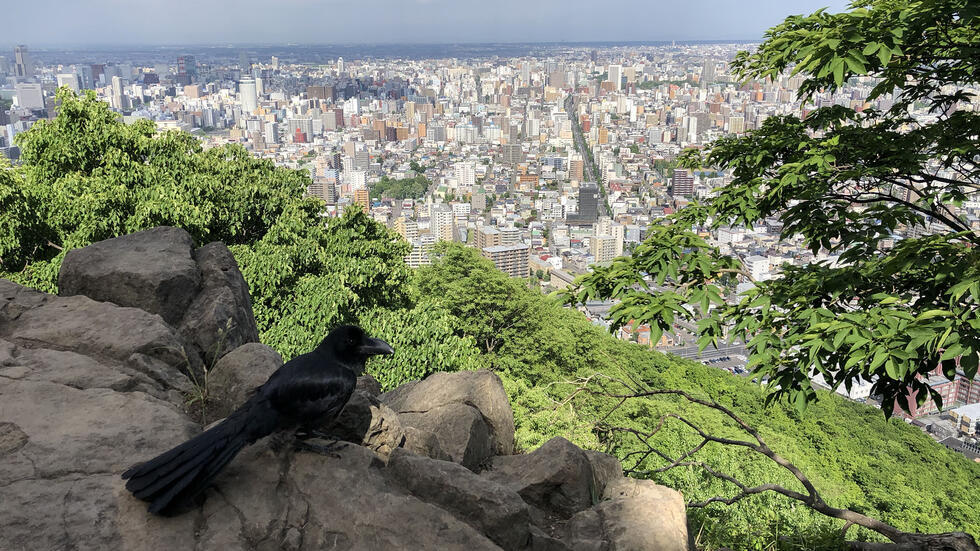 In the foreground a raven sits on a large rock overlooking a breathtaking view of the city of Sapporo in Hokkaido, Japan.