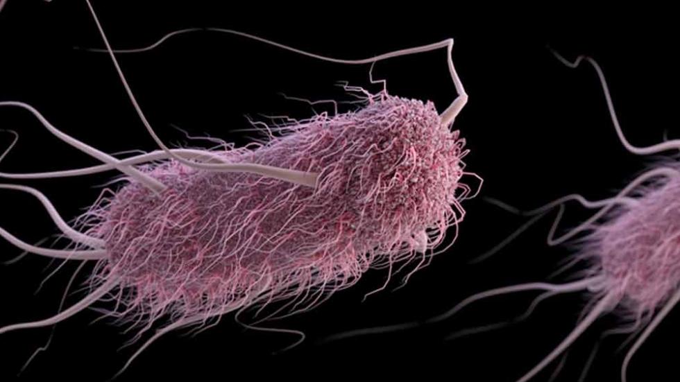 Image of E.coli