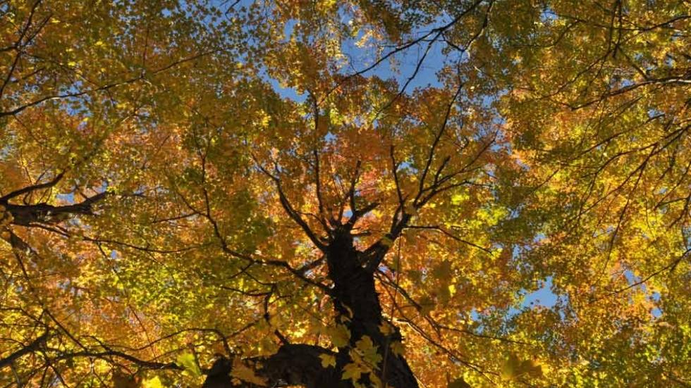Image of a Sugar Maple tree.