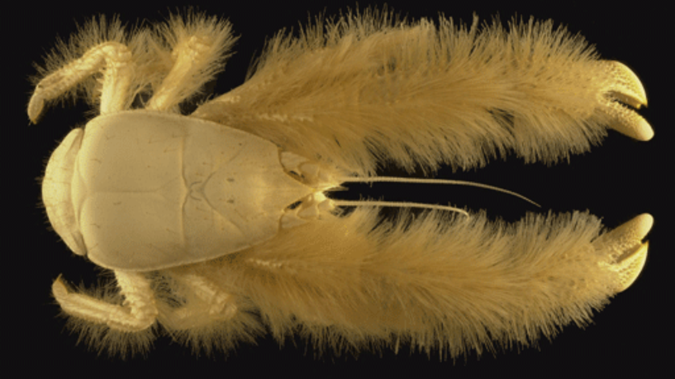 Image of a Yeti crab