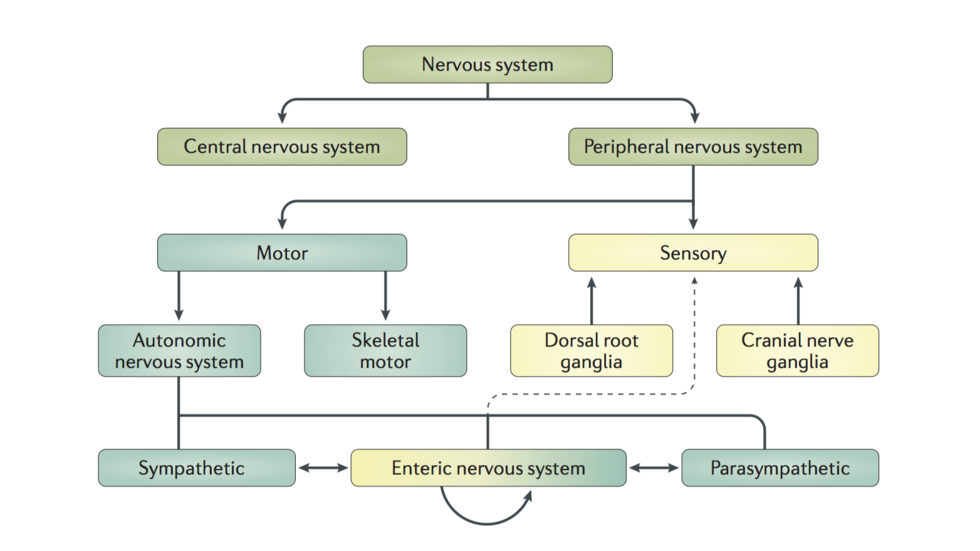 ENS in the nervous system