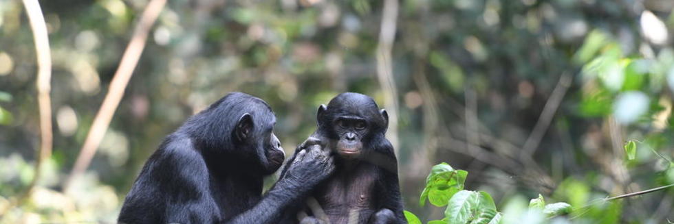 Image - Two bonobos on a branch