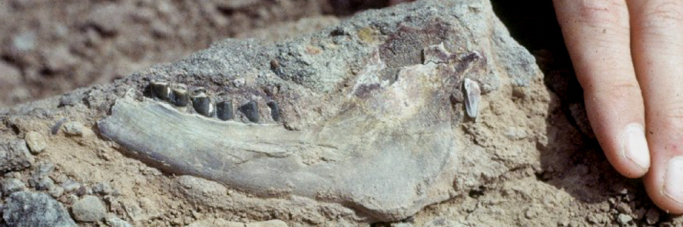 Bovid Jaw Fossil