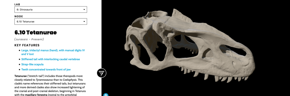 image of web interface with digital model of dinosaur skull and information about the dinosaur