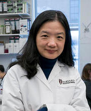 Yingzi Yang photo credit Harvard School of Dental Medicine